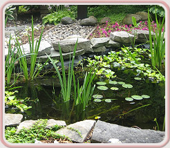 Lakeshore Acupuncture, LLC in St. Joseph, Michigan :: A Natural Bridge To Better Health
