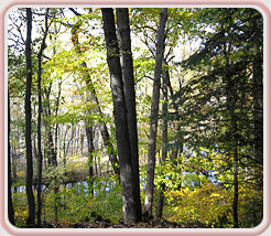 Lakeshore Acupuncture, LLC in St. Joseph, Michigan :: A Natural Bridge To Better Health
