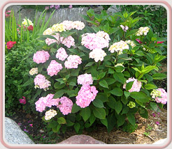 Lakeshore Acupuncture, LLC in St. Joseph, Michigan :: A Natural Bridge To Better Health